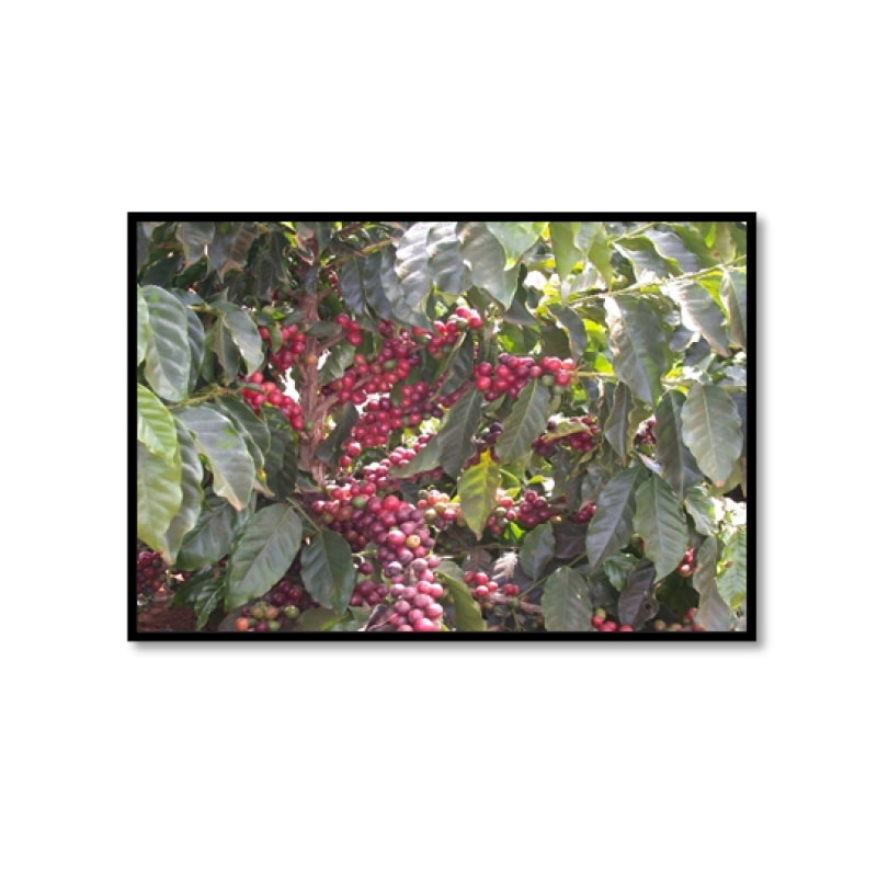 5/1�����֥饸�롦�����٥꡼���祳 crop25/26��