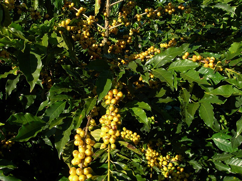 顼ɡ֥ܥ󡦥饷 23/24