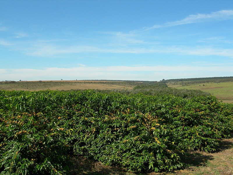 顼ɡ֥ܥ󡦥饷 23/24