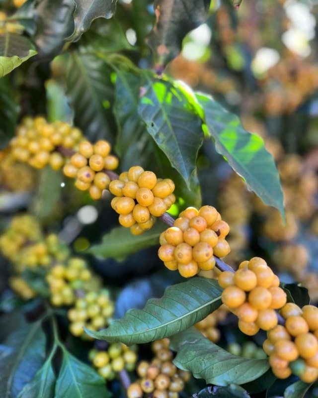 顼ɡ֥ܥ󡦥饷 23/24