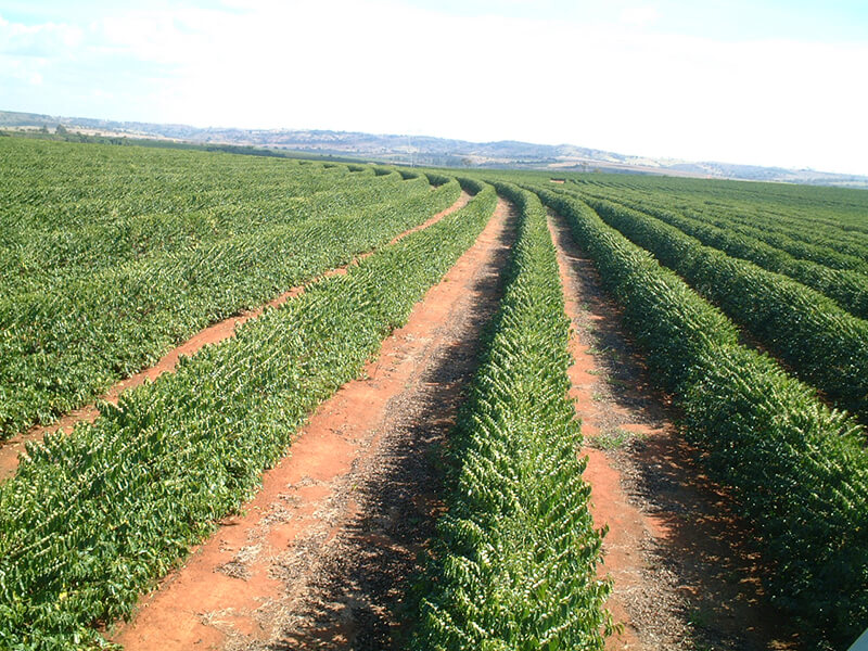 5/1�����顼�ɡ��֥�ܥ󡦥ԡ��٥꡼ Pulped-Natural 24/25