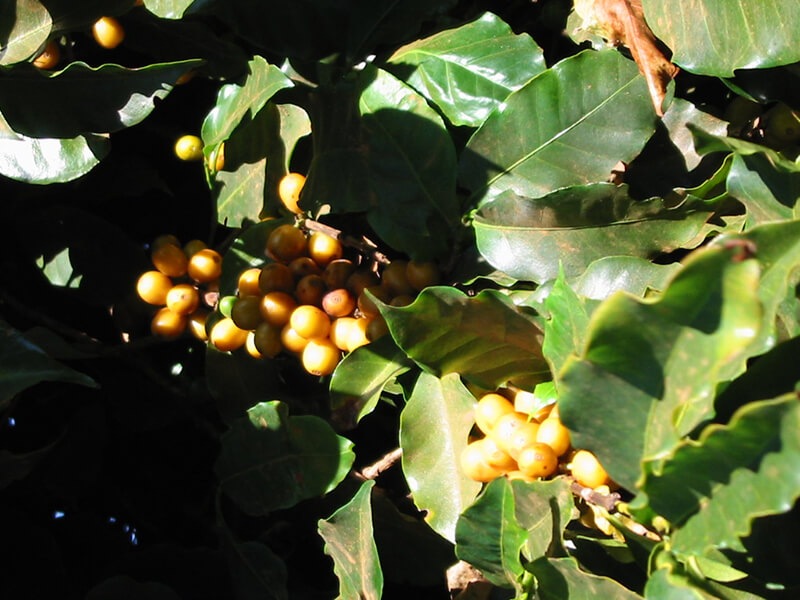 5/1�����顼�ɡ��֥�ܥ󡦥ԡ��٥꡼ Pulped-Natural 24/25