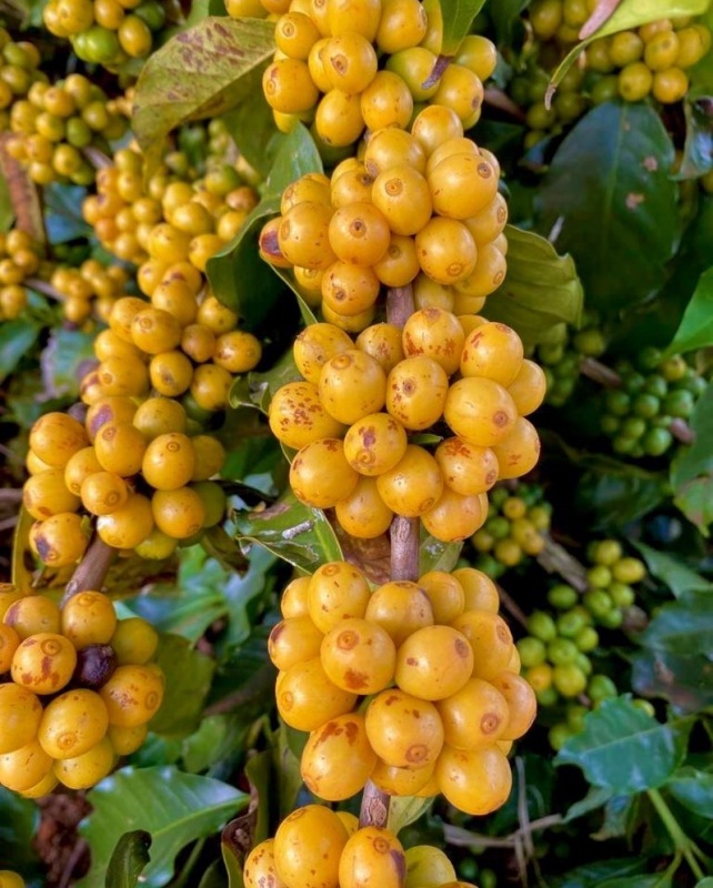 5/1�����顼�ɡ��֥�ܥ󡦥ԡ��٥꡼ Pulped-Natural 24/25