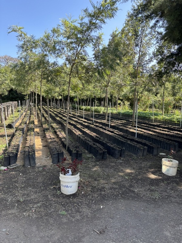 �����ƥޥ顦����ƥ����������롦���ڥƥ����������� 24/25 FullyWashed