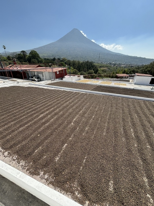 �����ƥޥ顦����ƥ����������롦���ڥƥ����������� 24/25 FullyWashed