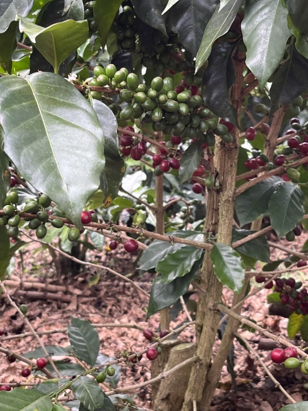 ӥ顦ɥߥ Fully Washed 24/25