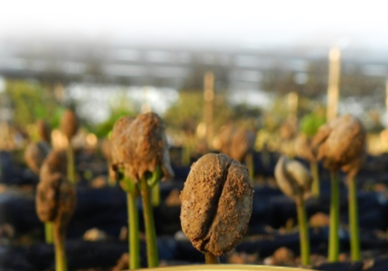 ݥХAnaerobicˡ ɥʥͥͥࡡ23/24ڥޥɥ