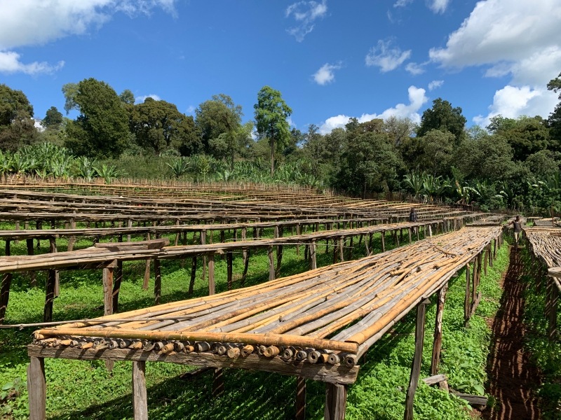 ԥ륬եWOTEG1Natural24/25)