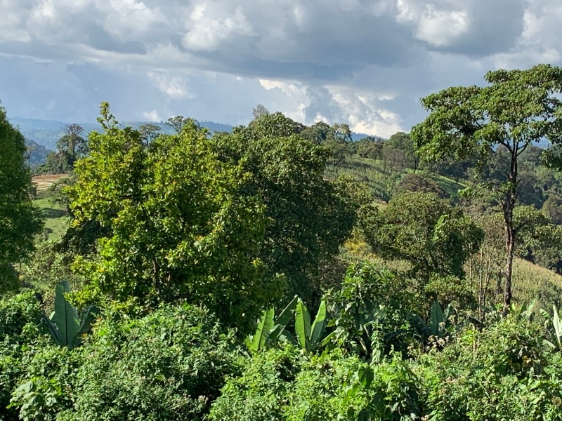 ԥ륬եWOTEG1Natural24/25)