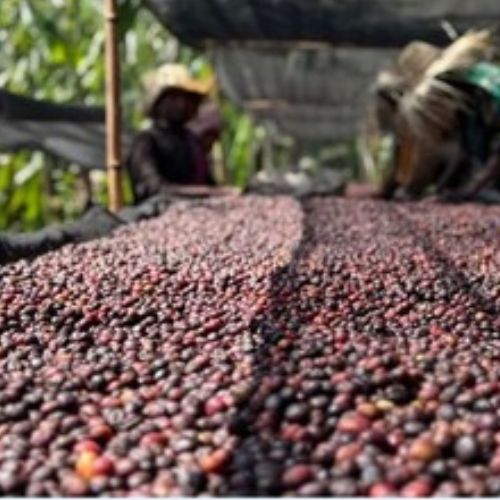 �������ԥ��������⡦�ʥ󥻥ܡ�G1��Natural��24/25)��