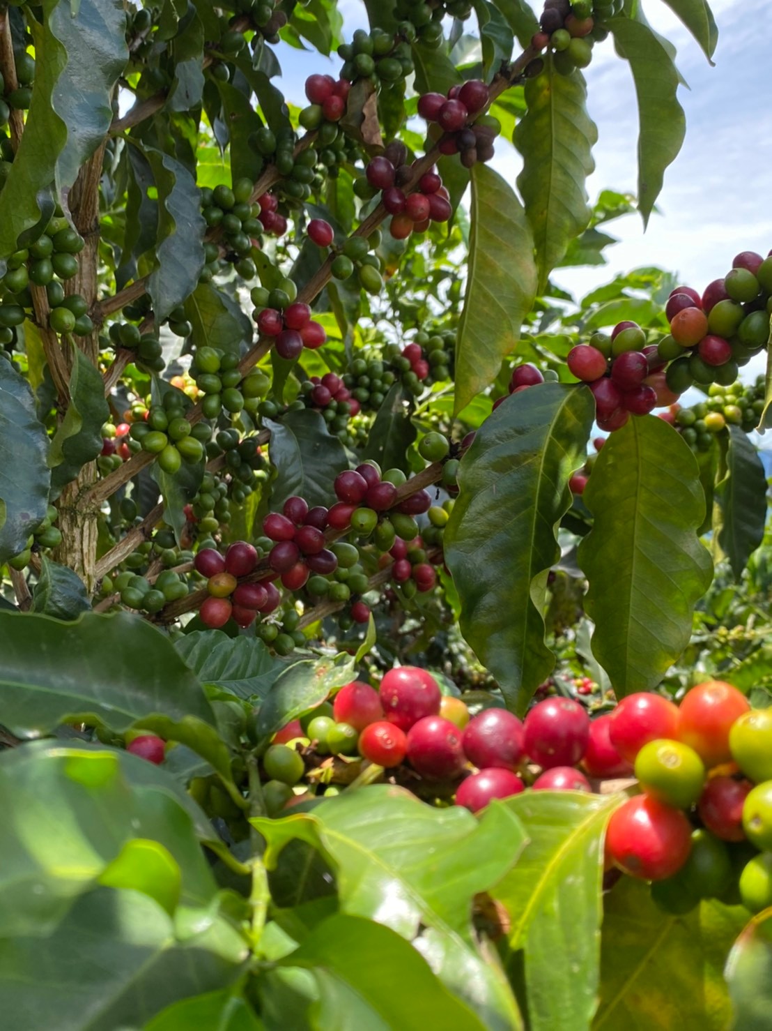 ������ ������ӥ����ȥ�ޡ��������˥å����ǥ��ե�  crop24/25