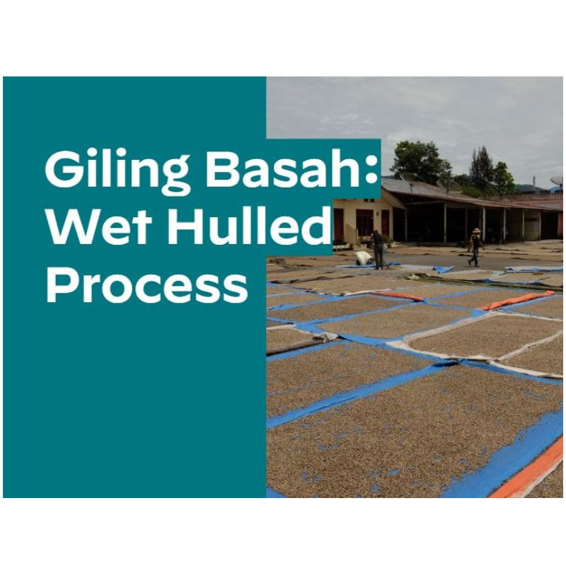 5/1�� �ޥ�ǥ�󡦥��ȥ󡦥��꡼�󥲥å�����Newcrop24/25