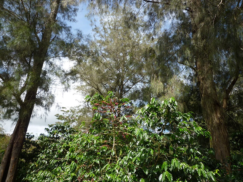 �ѥץ��˥塼���˥���ŷ���ο�����ƻ���Υ����ҡ� 25/26