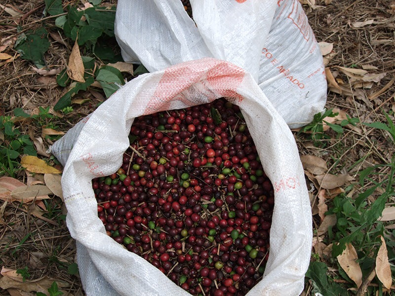 1/9�� ������顼�ɡ�NewCrop 25/26