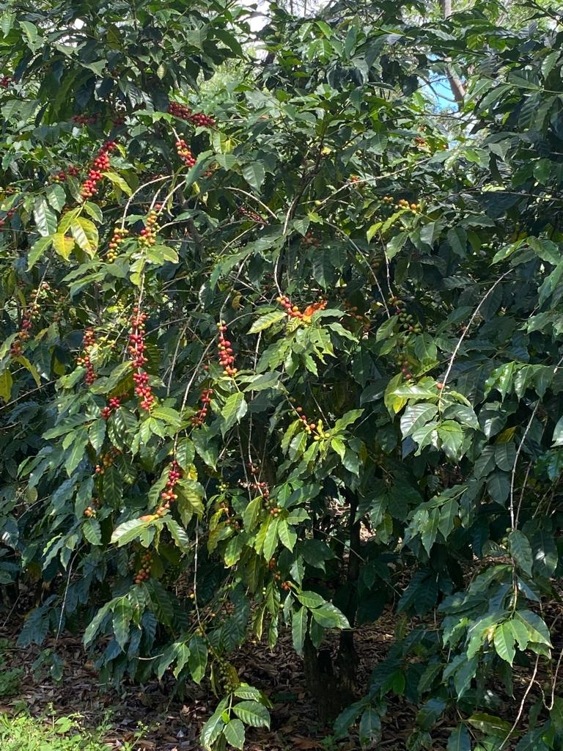 ƥޥ顦ƥ롦ڥƥ 22/23Washed