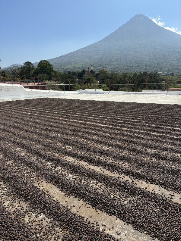 ƥޥ顦ƥ롦ڥƥ 22/23Washed