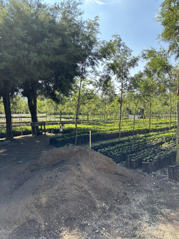 ƥޥ顦ƥ롦ڥƥ 22/23Washed