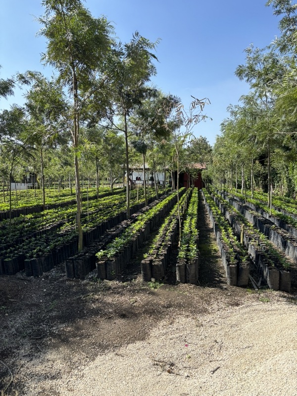 ƥޥ顦ƥ롦ڥƥ 22/23Washed