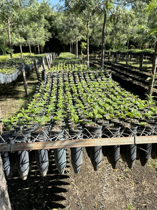 ƥޥ顦ƥ롦ڥƥ 22/23Washed