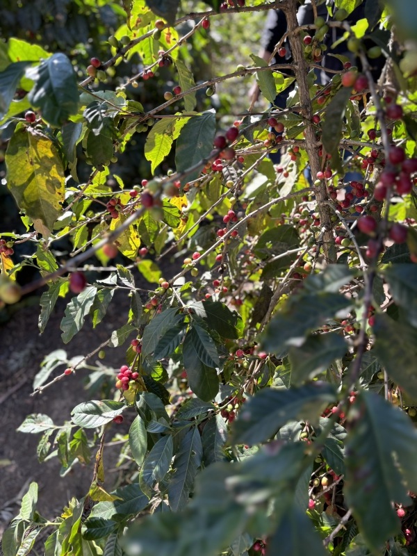 ƥޥ顦ƥ롦ڥƥ 22/23Washed