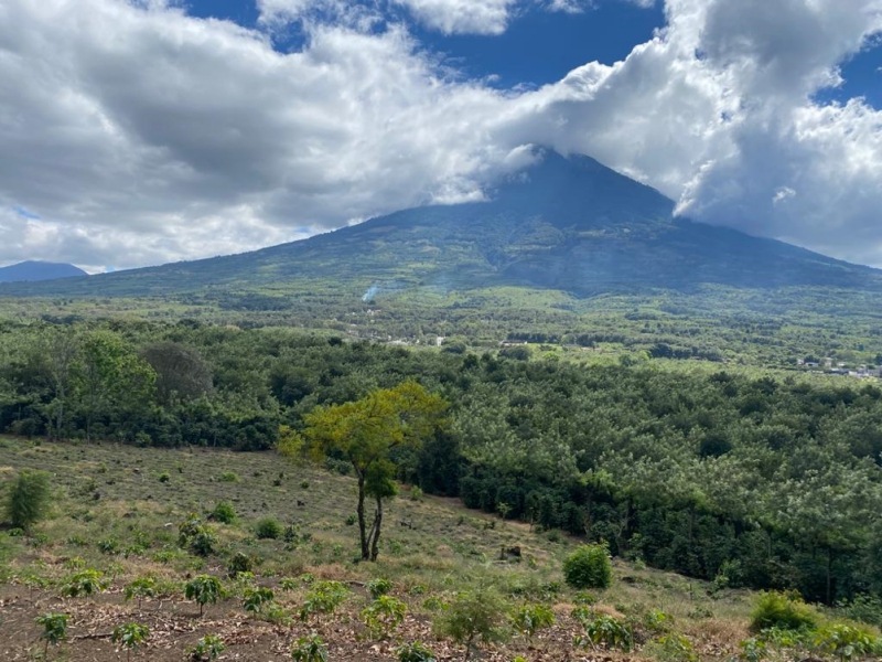 ƥޥ顦ƥ롦ڥƥ 22/23Washed