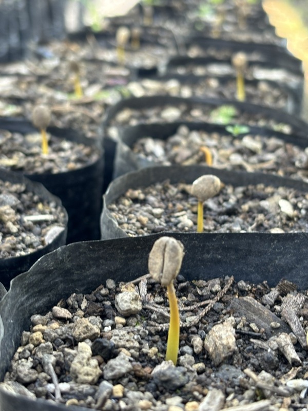 5/1 ƥޥ顦ƥ롦ڥƥ 23/24Washed