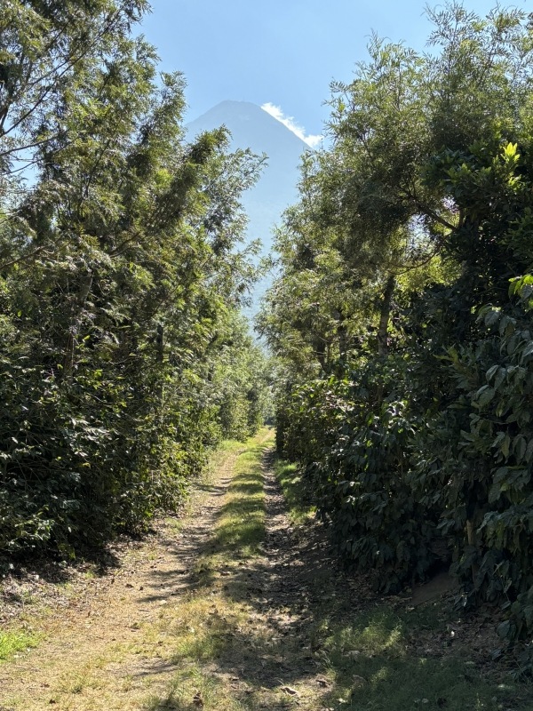 5/1 ƥޥ顦ƥ롦ڥƥ 23/24Washed