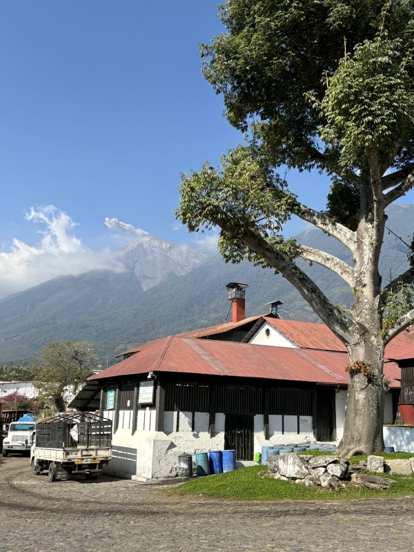 5/1 ƥޥ顦ƥ롦ڥƥ 23/24Washed