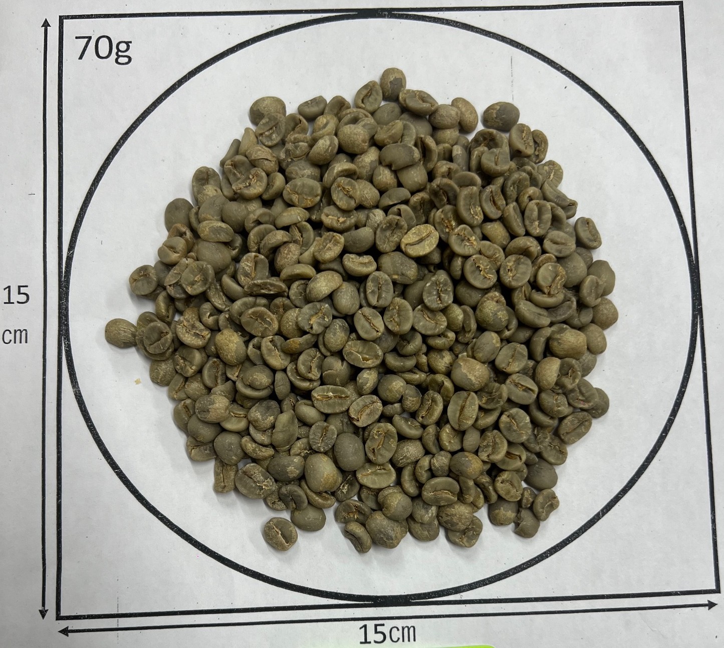 1/6�� �֥�ܥ󡦥��饷��  NewCrop 25/26