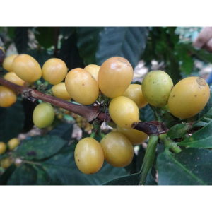 �������ɥ롦�ѥ�⡦ͭ��JAS��23/24