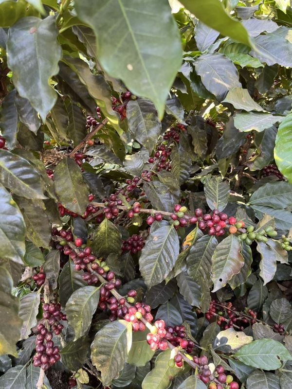 5/1�� �����ƥޥ顦���ƥ��ȥ�󡦥���ɥ˥����� NATURAL 22/23