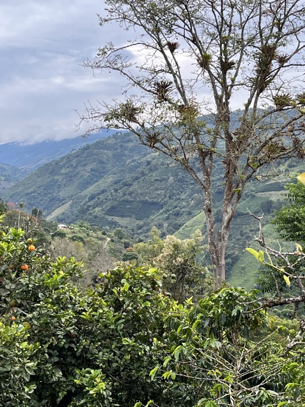 ������ӥ��������顦�ɥߥ󥴡�Fully��Washed��25/26)