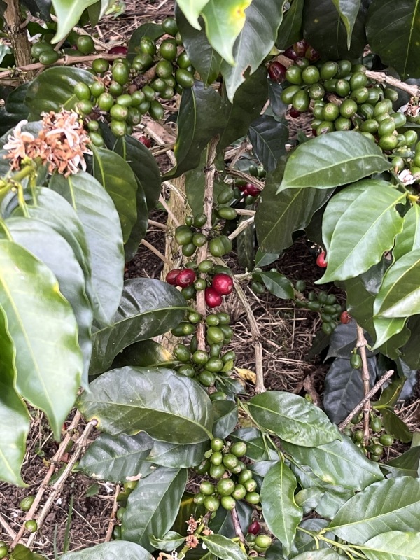 ������ӥ��������顦�ɥߥ󥴡�Fully��Washed��25/26)