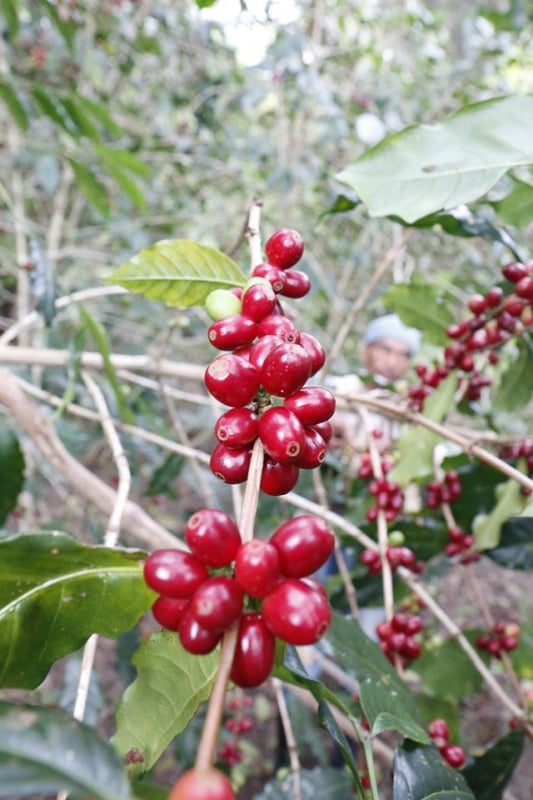 5/1 ƥ⡼롡ϥҥޥ24/25