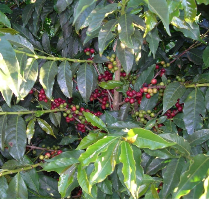 5/1�� ������ʼ磻�Х��� ���󥸥�����ࡡ23/24