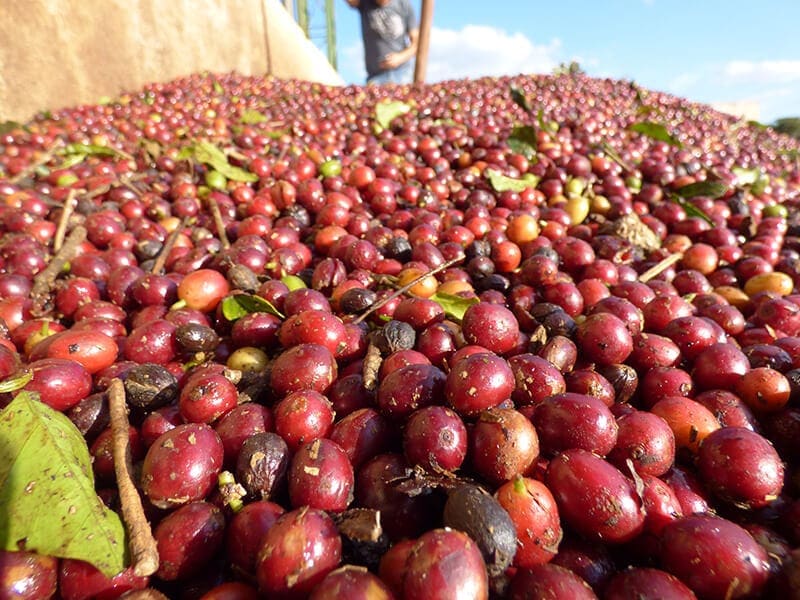 5/1����Fruta Mercadao  ���ե�å�����륫�ɥ��  Anaerobic Natural 25/26