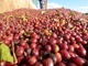 5/1����Fruta Mercadao  ���ե�å�����륫�ɥ��  Anaerobic Natural 25/26