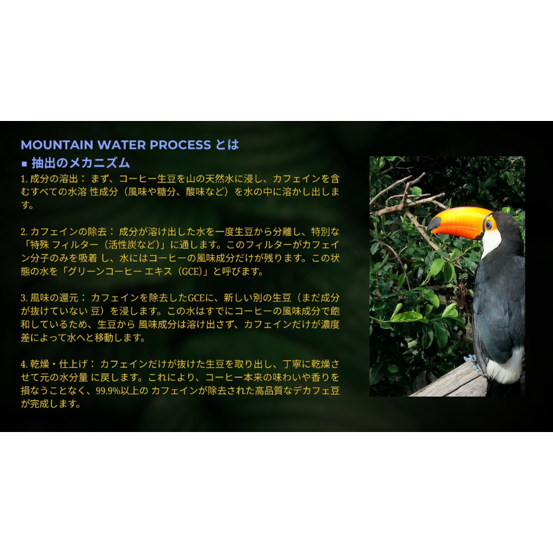 �֥饸�롦�֥�ܥ�ŷ������ǥ��ե���25/26��