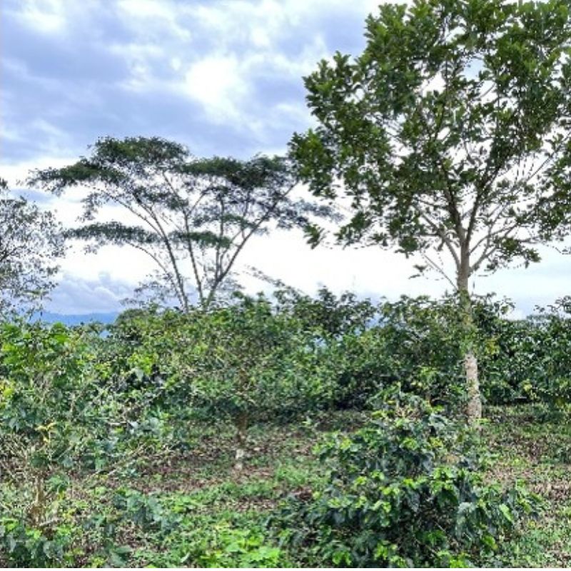 ������ӥ������塼�������ޥ饯���㡡����ե塼������ˡ  24/25