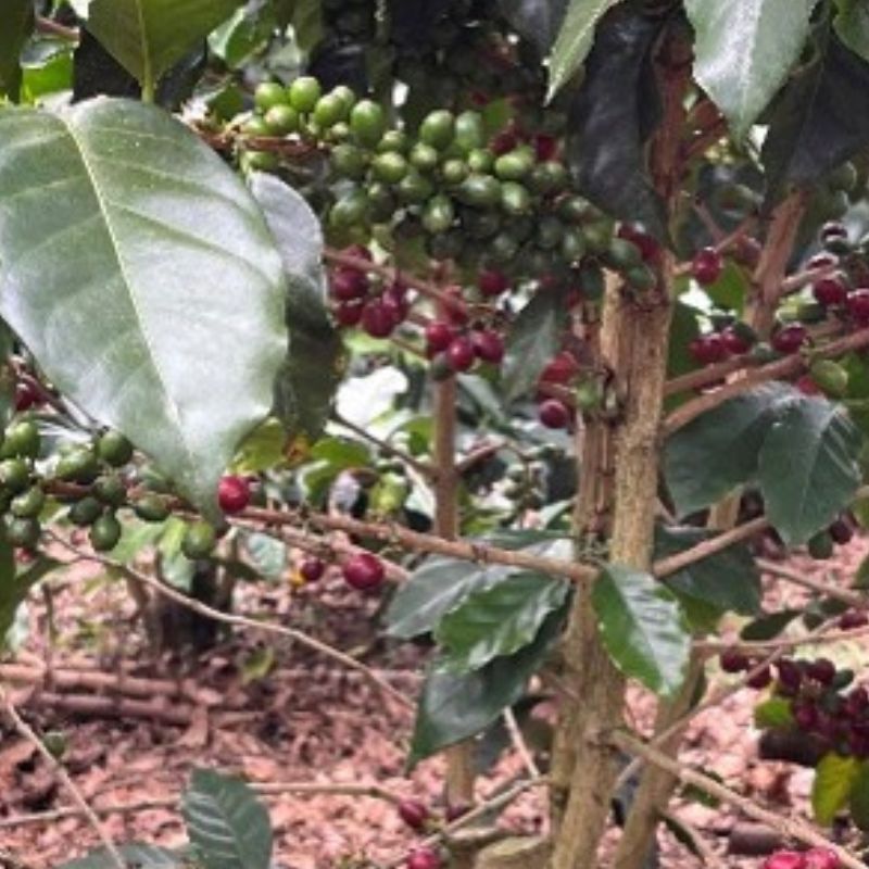 ������ӥ������塼�������ޥ饯���㡡����ե塼������ˡ  24/25