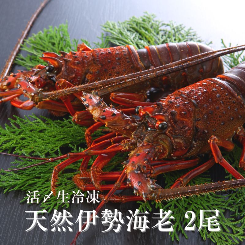 [送料無料]【メーカー直送品】天然伊勢海老　活〆生冷凍　天然伊勢海老 約300g×2<br>　賞味期限30日以上