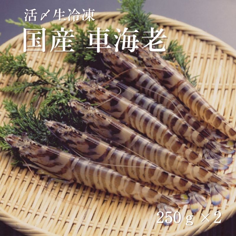[送料無料]【メーカー直送品】車海老 活〆生冷凍　車海老 約250g×2(1袋：6～15尾)<br>　賞味期限30日以上