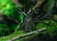 【ゆうパケット対象 】PDW Forest Spirit Morale Patch
