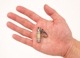 【TEC テック】Embrite Glow Fob