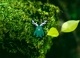 【ゆうパケット対象 】PDW Forest Spirit Cat Eye 