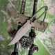 【PDW プロメテウス デザイン ワークス】SPD STS-SFLT