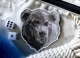 【ゆうパケット対象 】PDW Annoyed Polar Bear Morale Patch