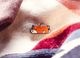 【ゆうパケット対象 】PDW Shiba Inu Napping Cat Eye