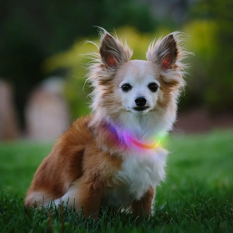 リングライト　Eden Nite Ize ナイトアイズ】NiteHowl Rechargeable LED Safety Necklace