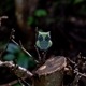 【ゆうパケット対象 】PDW Owl Cat Eye